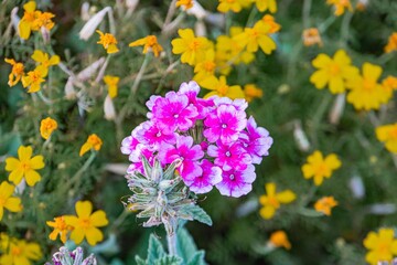 Close-up image of a cluster of pink and white wildflowers against a vibrant backdrop