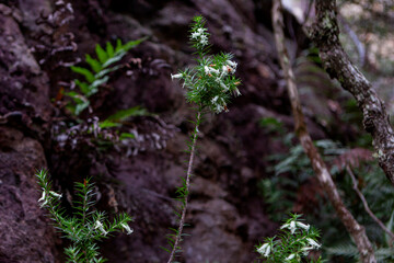 Budawang National Park, New South Wales, Australia.