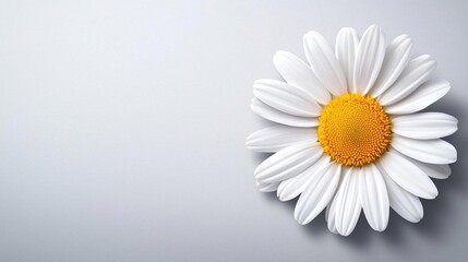 A photostock of a fresh daisy flower in full bloom with vibrant white petals and a yellow center on a pure white background. High Quality