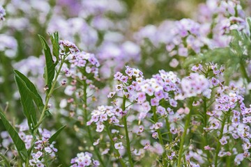 Close-up photograph of assorted wildflowers with pink, purple petals and green leaves, taken with a shallow depth of field to emphasize detail