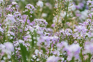 Close-up view of a vibrant, lush wildflower field with soft-focus blur effect Emphasis on natural beauty and detail, capturing intricacies in macro perspective