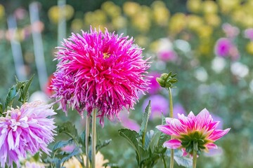 Obraz premium Close-up of a vibrant pink flower collection with diverse stages of blooming Central focus on a lush, layered pink flower against a natural backdrop No texts present Emphasizes depth of field for