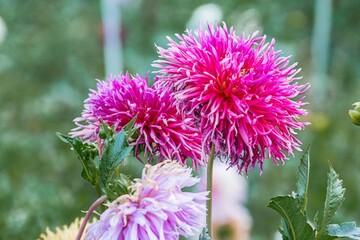 Obraz premium Close-up of pink flowers possibly chrysanthemums, bloomed, fluffy petals, round appearance, greenery at the bottom, blurred background, outdoor setting garden, naturalistic style