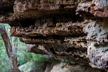 Budawang National Park, New South Wales, Australia.