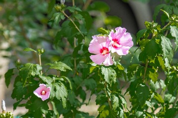 Close-up image of pink flowers with red centers amidst green leaves, captured in a shallow depth of field, creating sharp focus on the flowers