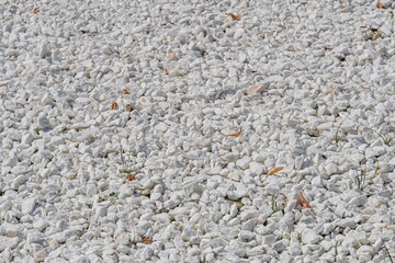 Close-up of irregular whitegray rocks, possibly a pathway surface with scattered brown leaf fragments and shallow depth of field