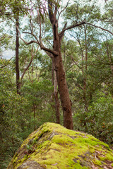 Budawang National Park, New South Wales, Australia.