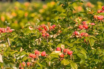Close-up view of red, textured rose hips on a sunlit bush, surrounded by green leaves