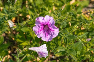 Obraz premium Close-up view of two pink flowers with white centers possibly poppies, in full bloom against a green foliage background, suggesting a garden or wildflower meadow Soft lighting creates interesting