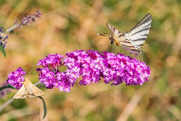 Image shows two butterflies one brown, one white in a peaceful nature scene Brown butterfly perched on purple flower white butterfly flying towards right Background is grassy and green Butterfl