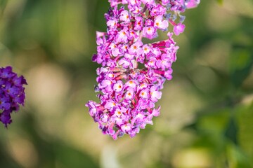Image of a cluster of purple carnationssweet Williams in a garden or natural environment, with soft green background Focus is on the foreground flowers with white centers and pinkish-purple petals