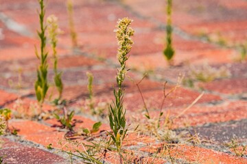 Image depicts a small, flowering plant growing in a brick crevice, possibly in an urban environment Contrasting background with soft shadows and blurred bricks