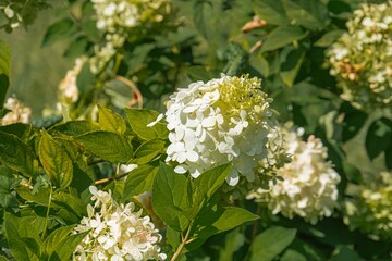 Close-up photo of an ivy plant with round leaves and white, star-shaped flowers in a green setting Emphasizes textures and colors