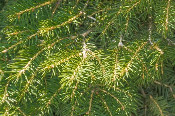 Close-up image of an evergreen tree with pointed, dense needles in various shades The naturalistic style highlights the intricate needle texture without human interference