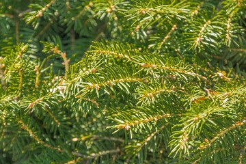 Close-up of coniferous branch with sharp-pointed green needles, living plant, shallow depth of...