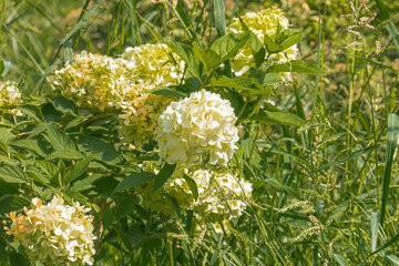 Close-up view of a bright green plant with yellow flowers, outdoor setting, vibrant colors, naturalistic photography style