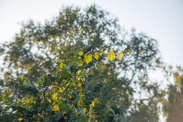 Close-up of a diverse leafy branch against a sky backdrop, possibly from a tree species