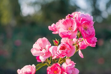 Close-up view of dewy pink flowers on green stems, likely captured in an outdoor setting during early morning or late afternoon