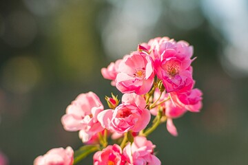 Close-up of a cluster of pink flowers with layered petals, visible centers and green foliage background, suggesting outdoor sunny day