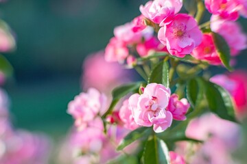 Close-up of blooming pink cherry blossoms with a blurred bokeh background, showcasing delicate texture and vibrant color Taken outdoors during daylight with green leaves interspersed in the composit