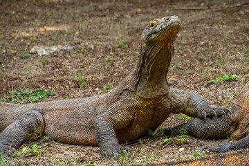 Obraz premium The Komodo dragon (Varanus komodoensis), also known as the Komodo monitor, is a large reptile of the monitor lizard family Varanidae that is endemic to the Indonesian islands of Komodo