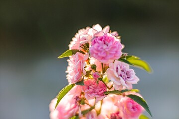 Fototapeta premium Close-up of a pale pink flowering plant likely rose or climbing flower, open blooms with stamens, soft petal texture, subtle shading, contrasting green leaves, blurred background, realistic photogr