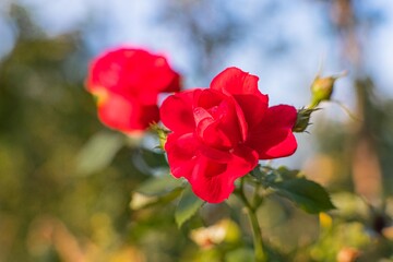 Obraz premium Close-up of two red roses in bloom, set against a blurred green background suggestive of a larger garden setting Sunlight dapples the flowers from above, casting soft shadows and highlighting textur