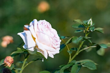 Image of a single, beautiful pink rose in full bloom, with surrounding green leaves and blurred grassground background The focus is on the rose symbolizing natural elegance and tranquility