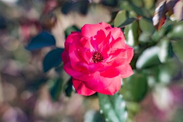 A close-up shot of a single pink rose, surrounded by green leaves and stems, emphasizing its delicate beauty in isolation against a blurred background