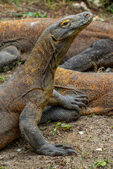 The Komodo dragon (Varanus komodoensis), also known as the Komodo monitor, is a large reptile of the monitor lizard family Varanidae that is endemic to the Indonesian islands of Komodo