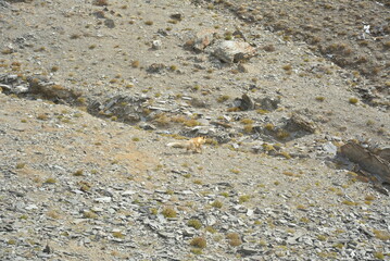 A golden eagle is hunting the fox in the wild