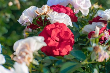 Close-up view of outdoor garden roses, with pink and red blooms, layered petals, green leaves, shallow depth of field