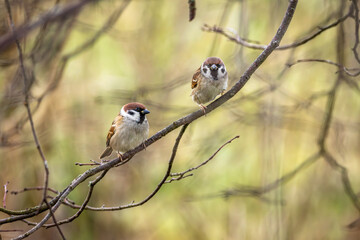 2 Feldsperlinge (Passer montanus) sitzen auf einem Ast