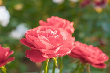 A close-up shot of red roses, highlighting their vibrant petals and three-dimensional forms against a blurred green backdrop, emphasizing their beauty and rich color