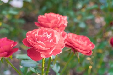 Close-up image of red roses with lush green leaves in full bloom, showcasing layered petals and central clusters of stamens and pistils The background suggests an outdoor setting such as a garden or