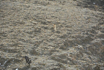 A golden eagle is hunting the fox in the wild