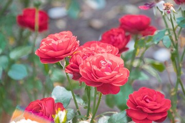 Image showcases a close-up of several open red roses with visible green stems and leaves,...