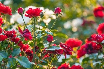 Close-up image of vibrant, unopened red roses nestled in green foliage, hinting at peak bloom