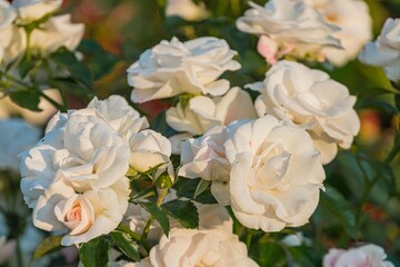 Close-up of well-cared-for roses with pale pink petals and healthy green leaves, under soft diffused lighting in a serene setting The photograph highlights the beauty of nature