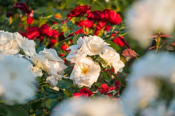 Close-up shot of blooming rose bushes, varying shades white, red, pink, open flowers, buds, green leaves, natural beauty, tranquil, soft lighting, possibly early morning or late afternoon