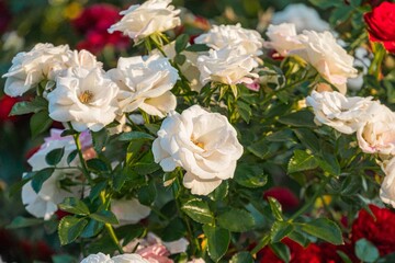 A close-up shot of fresh, supple white roses in a bouquet surrounded by green leaves, possibly in a garden or greenhouse Other floral elements hint at red peonies in the background, adding depth to