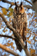 Long-eared owl sitting on a tree. (Asio otus)