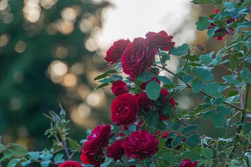 Close-up image of red roses in various stages, densely packed, blooming against a green rose bush...