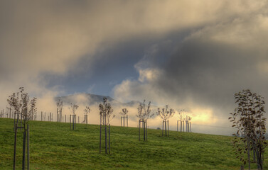 Durch ein Loch im Nebel sieht man die Alpen im Vordergrund eine Wiese mit jungen Bäumen