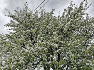 blossoming tree in spring