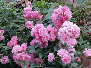 pink and white roses