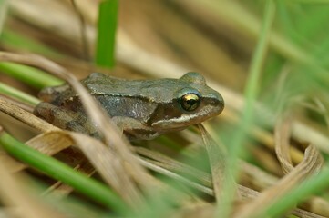 Closeup on a juvenile Common European brown frog, Rana temporaria sitting in the grass