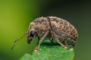 A tiny coffee bean weevil