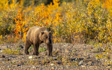 Grizzly Bear in Denali National Park Alaska in Autumn