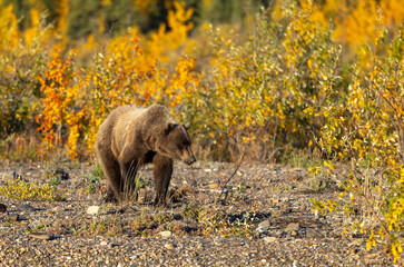 Grizzly Bear in Denali National Park Alaska in Autumn